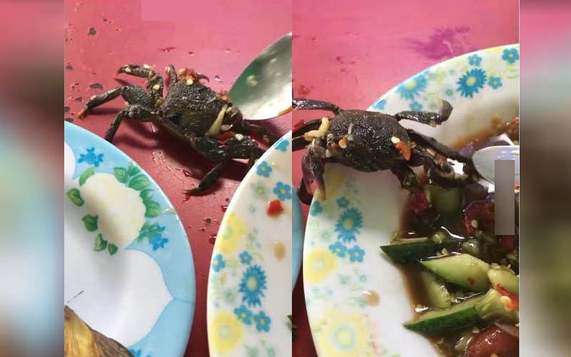 網友驚覺涼拌沙拉裡的「螃蟹竟然還活著！」爬出盤子上演大逃亡？沒想到最後的下場是…！ 