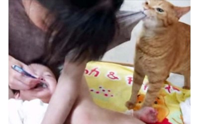小主人被迫刷牙嚎哭，貓貓捨身相救「鏟屎的妳快住手啊    」（影片）