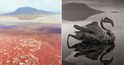 非洲「納特龍湖」美麗卻危險！看似平靜的湖面...動物只要一碰就會立刻被石化！