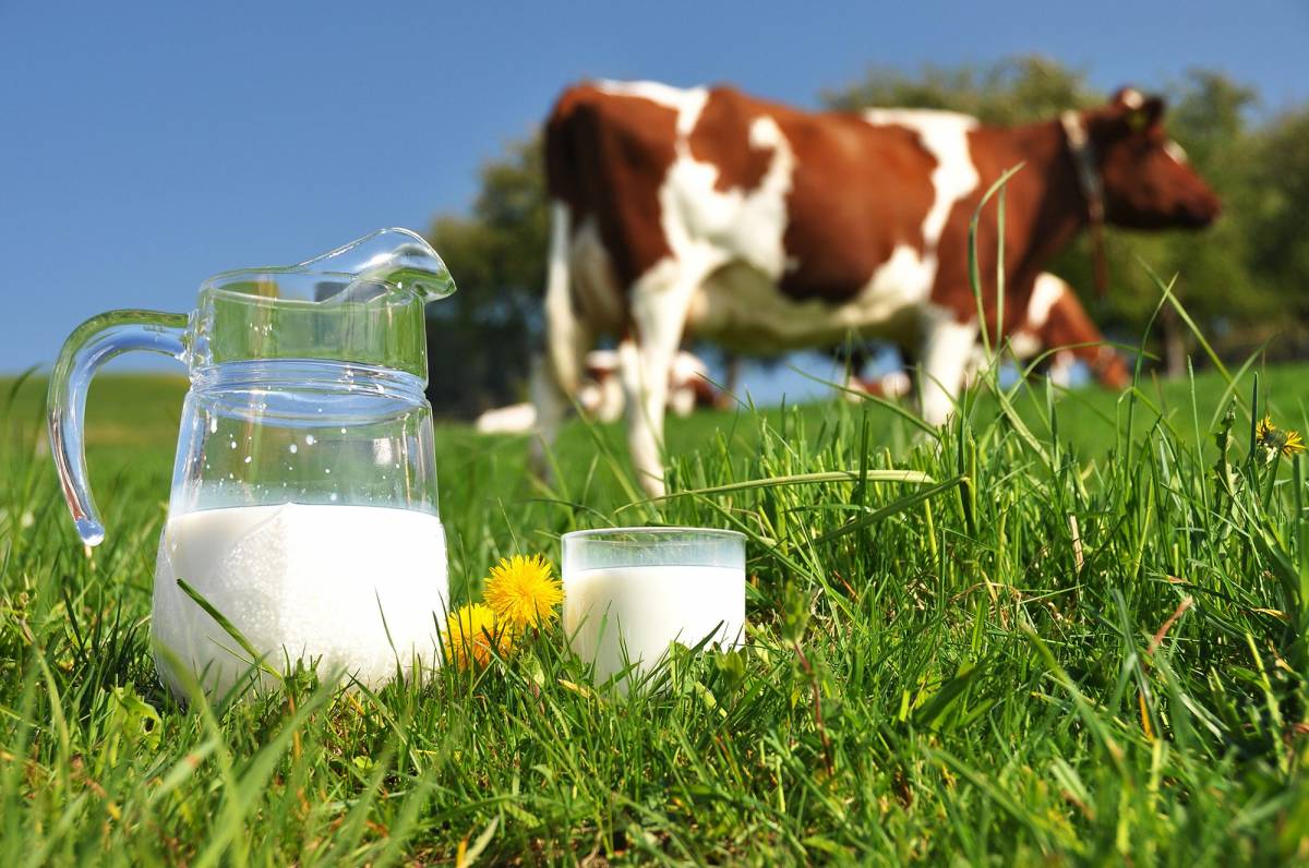 喝牛奶是要乳牛一直懷孕？  內行人揭真相：喝牛奶時請感恩！