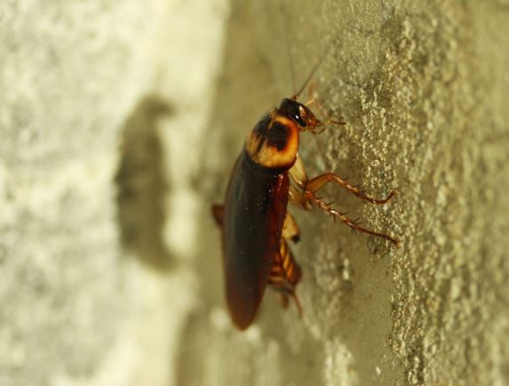 「飛天蟑螂」超驚悚！蟑螂為什麼會朝人飛？看完長知識了