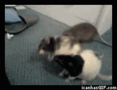 老鼠吵架，瞬間就原諒對方了。