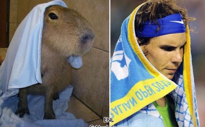 網球名人：拉斐爾‧納達爾是不是有點像水豚