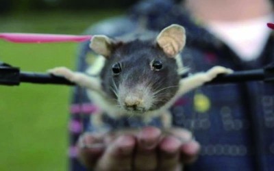 感人：寵物鼠去世，悲痛的小主人委託發明家把老鼠做成．．．