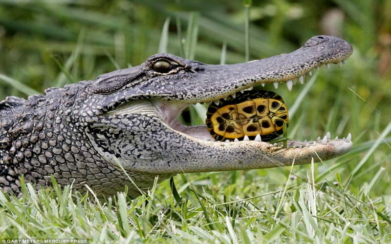 當烏龜遇上鱷魚的嘴巴到底能否靠龜殼逃過一劫下一秒揭曉的畫面太出乎意料了