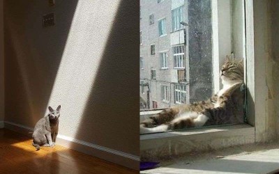 30張圖片證明「貓咪真的超愛日光浴」的照片  你到底當自己主子還是神呀ＸＤ